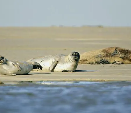Regard Sur La Baie * Saint-Valery-sur-Somme